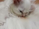 British Longhair