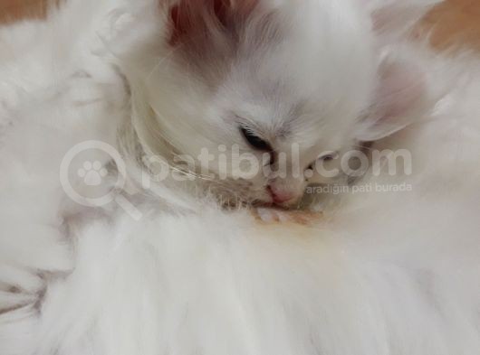 British Longhair
