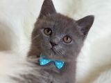 Orjinal Blue British Shorthair Erkek Yavrumuz