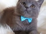Orjinal Blue British Shorthair Erkek Yavrumuz
