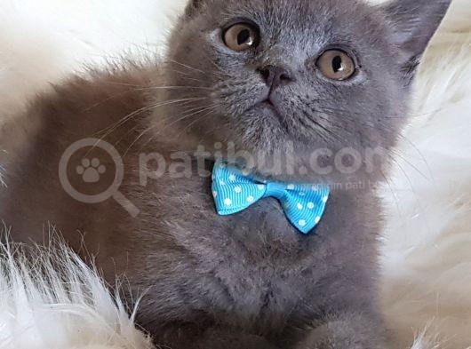 Orjinal Blue British Shorthair Erkek Yavrumuz