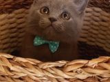 Orjinal Blue British Shorthair Erkek Yavrumuz