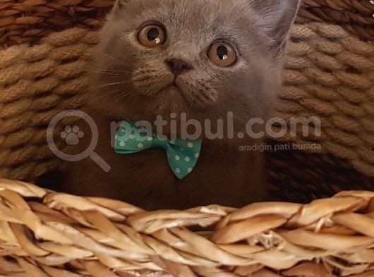 Orjinal Blue British Shorthair Erkek Yavrumuz görsel