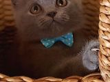 Orjinal Blue British Shorthair Erkek Yavrumuz