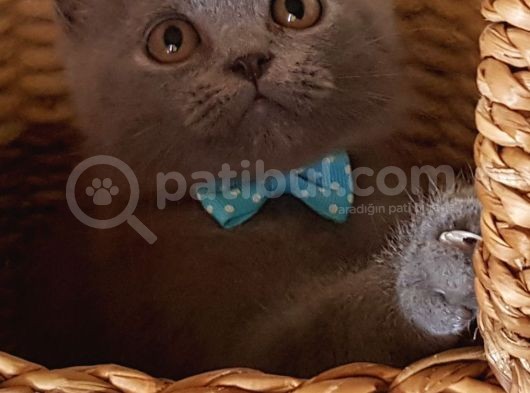 Orjinal Blue British Shorthair Erkek Yavrumuz görsel