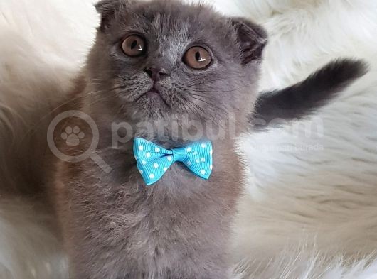 Orjinal Scottish Fold Erkek Yavrumuz görsel