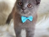 Orjinal Scottish Fold Erkek Yavrumuz