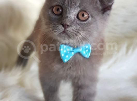 Orjinal Scottish Fold Erkek Yavrumuz görsel