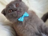Orjinal Scottish Fold Erkek Yavrumuz