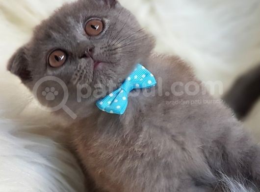 Orjinal Scottish Fold Erkek Yavrumuz