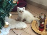 Egzotik Shorthair Erkek Kedi