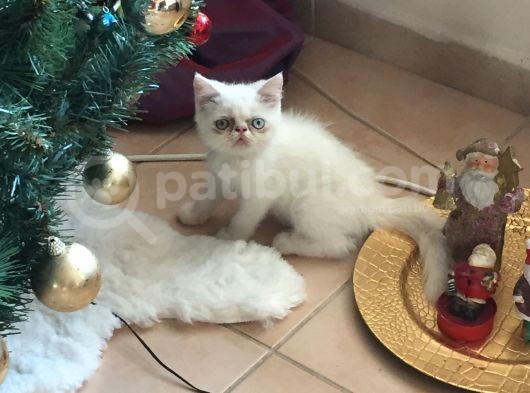 Egzotik Shorthair Erkek Kedi