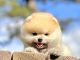 Pomeranian Boo Teddy Bear Safkan Ayicik Surat Yavrularımız