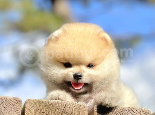 Pomeranian Boo Teddy Bear Safkan Ayicik Surat Yavrularımız görsel