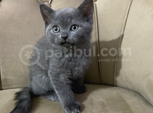 5 British Shorthair Yavrumuz görsel