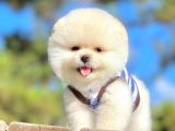 Safkan Pomeranian Boo Yavrularımız