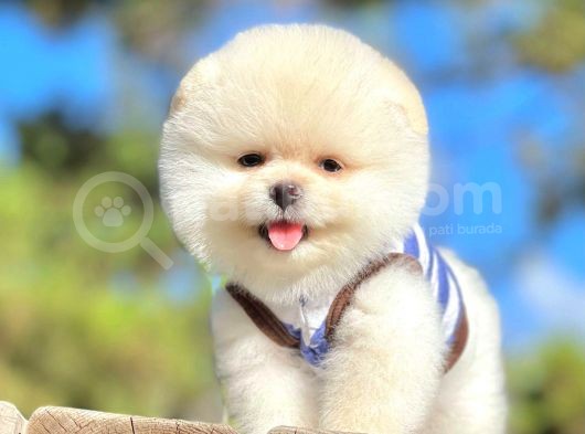 Safkan Pomeranian Boo Yavrularımız