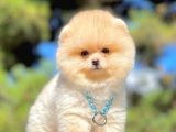 Safkan Pomeranian Boo Yavrularımız