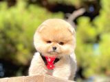 Safkan Pomeranian Boo Yavrularımız