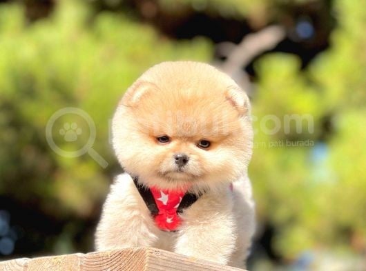 Safkan Pomeranian Boo Yavrularımız görsel