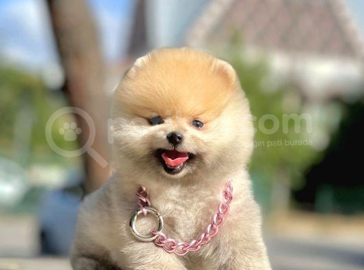 Safkan Pomeranian Boo Yavrularımız görsel