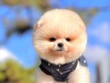 Safkan Pomeranian Boo Yavrularımız