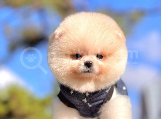 Safkan Pomeranian Boo Yavrularımız görsel