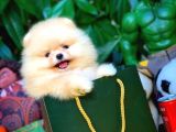 Pomeranian Boo Yavrularımız