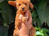 Sevimli Red Dişi Toy Poodle Yavrumuz