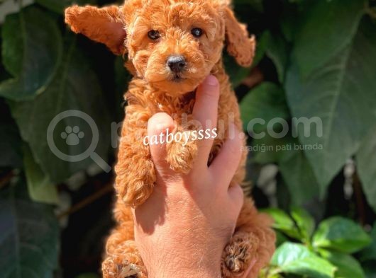 Sevimli Red Dişi Toy Poodle Yavrumuz görsel