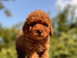 Red Toy Poodle Yavrular