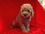 Red -Apricot Toy Poodle Yavrular