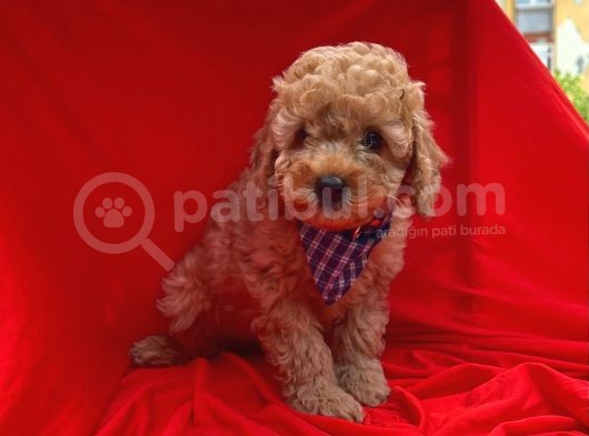 Red -Apricot Toy Poodle Yavrular