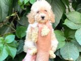 Apricot Kayısı Renk Dişi Toy Poodle Bebek