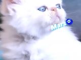 İran Kedileri En Güzel Anne & Baba’nın  Ilk Bebişleri