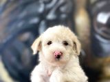 Orjinal Maltipoo Yavrular