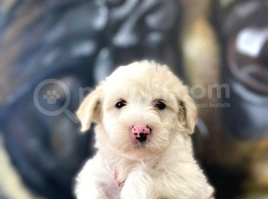 Orjinal Maltipoo Yavrular görsel