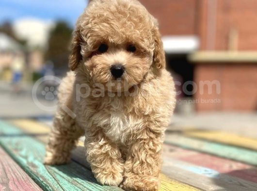 Toy Poodle Her Renk Safkan Belgeli Mikrocipli Yavrularımız görsel