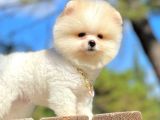 Teddy Face Boo Pomeranian Yavrular