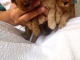 Toy Poodle Yavrular