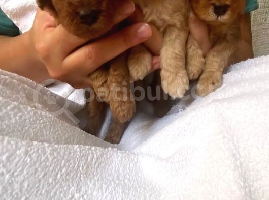 Toy Poodle Yavrular görsel