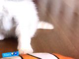 İran Kedileri En Güzel En Asil