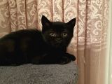 5 British Shorthair Yavrumuz