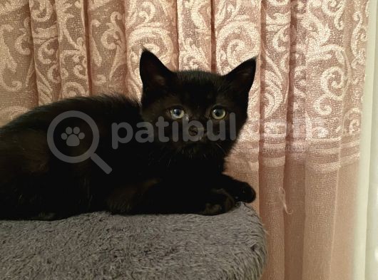 5 British Shorthair Yavrumuz görsel