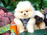 Pomeranian Boo Yavrularımız