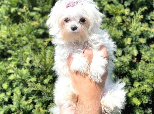 Muhteşem Kore Kan Dişi Maltess Terrier Yavrusu