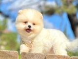 Teddy Face Boo Pomeranian Yavrular