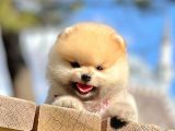 Ayıcık Surat Boo Pomeranian Yavrular