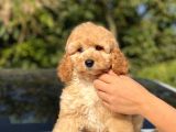 Toy Poodle Bebekler