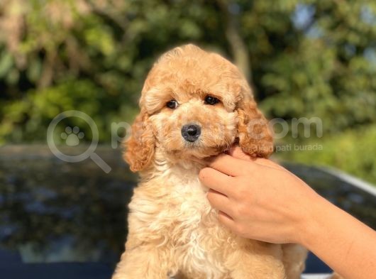 Toy Poodle Bebekler görsel